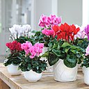 Diversement panachées de rouge, rose ou blanc, les fleurs du cyclamen surgissent en touffe depuis le cœur de la plante, créant ainsi un élégant contraste avec ses élégantes feuilles blanches et marbrées.