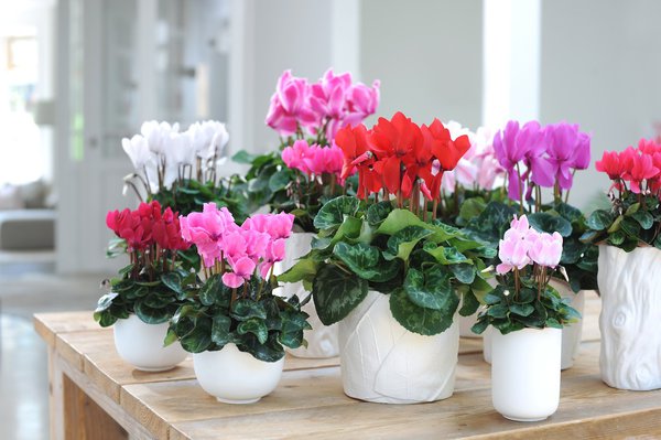 Diversement panachées de rouge, rose ou blanc, les fleurs du cyclamen surgissent en touffe depuis le cœur de la plante, créant ainsi un élégant contraste avec ses élégantes feuilles blanches et marbrées.