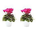 Résistant aux températures fraîches, voire très fraîches, le cyclamen en pot ne supporte pas de rester enfermé et il vous faudra le sortir très souvent, sur le rebord de la fenêtre.