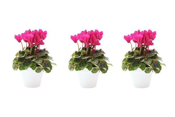 Résistant aux températures fraîches, voire très fraîches, le cyclamen en pot ne supporte pas de rester enfermé et il vous faudra le sortir très souvent, sur le rebord de la fenêtre.