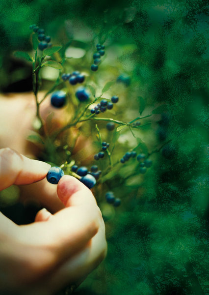 Cueillette des baies de la forêt pour aromatiser les bières et confectionner de délicieuses confitures.