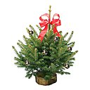 Reflets bleutés pour ce mini sapin « Pungens » très parfumé. Environ 45 cm de haut, à partir de 31 €. Reflets bleutés pour ce mini sapin « Pungens » très parfumé. Environ 45 cm de haut, à partir de 31 €.