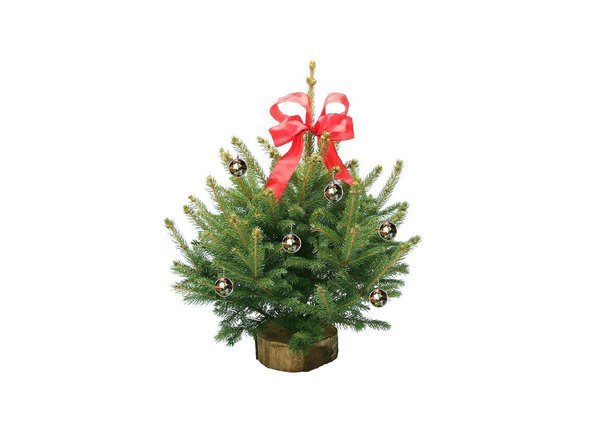 Reflets bleutés pour ce mini sapin « Pungens » très parfumé. Environ 45 cm de haut, à partir de 31 €.