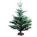 Avec sa jolie forme équilibrée le sapin Nordmann est bien fourni et ne perdra pas ses épines !. A partir de 39 €. Avec sa jolie forme équilibrée le sapin Nordmann est bien fourni et ne perdra pas ses épines !. A partir de 39 €.