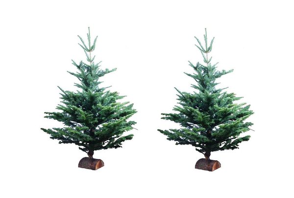 Avec sa jolie  forme équilibrée le sapin Nordmann est bien fourni et ne perdra pas ses épines !. A partir de 39 €.