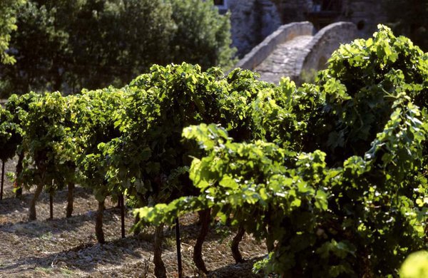 Peu de traitements phytosanitaires grâce à un climat sec, chaud, ensoleillé avec un vent du nord qui assèche les vignes.