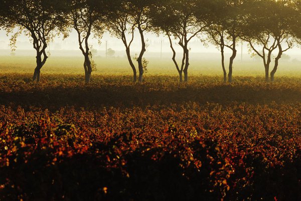 Les vins de Corbières fleurent bon le thym, la menthe, la garrigue sauvage.