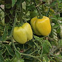 Tomate Jaune à Farcir...