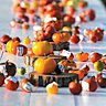 Tomates sur table: 647 variétés venues du monde entier.