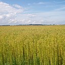 Le lin est cultivé pour sa fibre, qui entre dans la fabrication du textile, ainsi que pour ses graines desquelles on tire une huile. Le liniculteur n’a que cent jours pour cultiver le lin, une production donc très rapide, et très délicate.