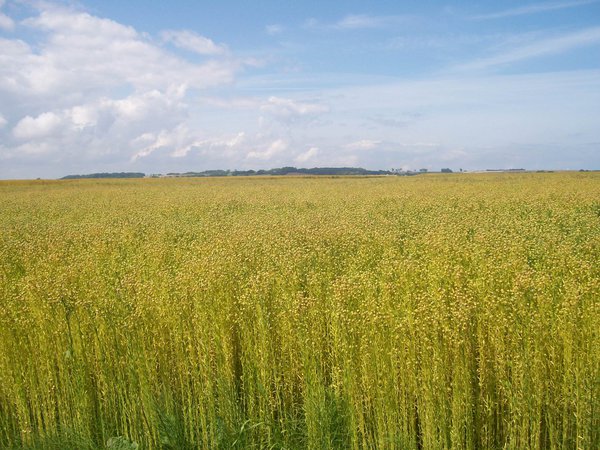Le lin est cultivé pour sa fibre, qui entre dans la fabrication du textile, ainsi que pour ses graines desquelles on tire une huile. Le liniculteur n’a que cent jours pour cultiver le lin, une production donc très rapide, et très délicate.