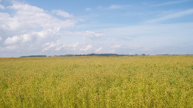 Le lin est cultivé pour sa fibre, qui entre dans la fabrication du textile, ainsi que pour ses graines desquelles on tire une huile. Le liniculteur n’a que cent jours pour cultiver le lin, une production donc très rapide, et très délicate.