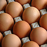 Reconnaître un œuf de qualité
