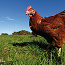 Les œufs Label Rouge et les œufs bio sont pondus par des poules nourries exclusivement avec une alimentation végétale, mais avec des produits bio pour les secondes.