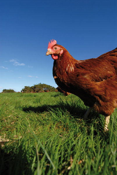 Les œufs Label Rouge et les œufs bio sont pondus par des poules nourries exclusivement avec une alimentation végétale, mais avec des produits bio pour les secondes.