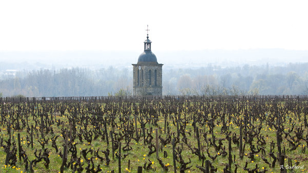 Aux portes de Tours, le vignoble des vins de Vouvray s'étend sur 8 communes de la rive droite de la Loire.
