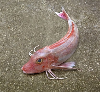 Poisson à chair ferme et savoureuse, le grondin se tient parfaitement lors de cuisson lentes en cocotte ou en tajine.