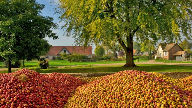 Avec 25% de consommation, la pomme est de très loin le premier fruit consommé en France.