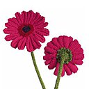 Les Gerbéras de face et de dos