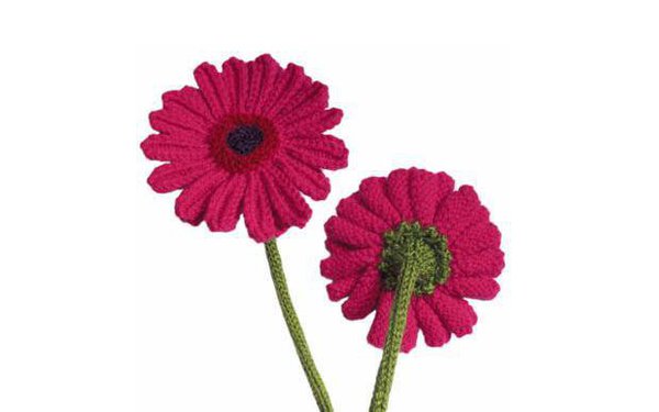 Les Gerbéras de face et de dos
