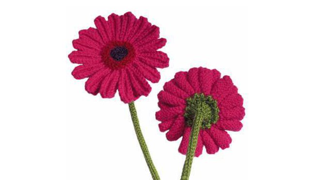 Les Gerbéras de face et de dos