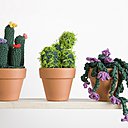 Cactus au crochet, hyper-réalistes.