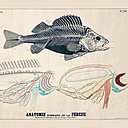 Les planches illustrées étaient et demeurent un excellent support de l’apprentissage, comme ici l'anatomie de la Perche.