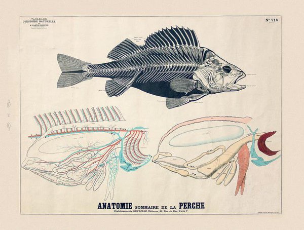 Les planches illustrées étaient et demeurent un excellent support de l’apprentissage, comme ici l'anatomie de la Perche.