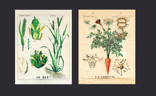L’enseignement des sciences naturelles par l’observation. Consacrée à l’étude des végétaux, la botanique est une science nécessaire pour comprendre la nature.