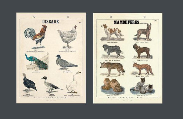 Science spécialisée dans l’étude des animaux, la zoologie décrit leurs aspects internes et externes, leur fonctionnement et le milieu géographique dans lequel ils vivent et se reproduisent.