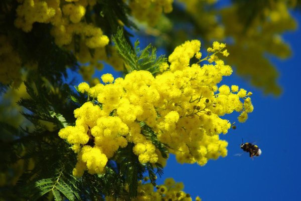 La route du mimosa couvre les massifs de l’Estérel et du Tanneron.