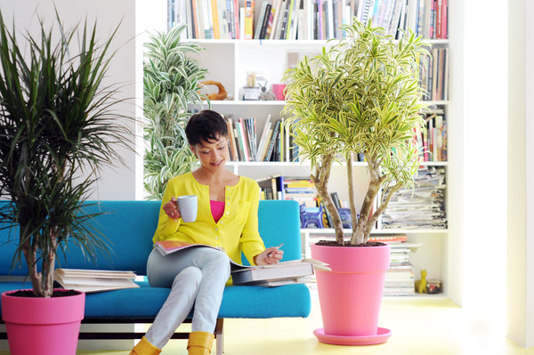 Les espèces aux feuillages raides et fins seront plus adaptées à des intérieurs formels, tandis que les autres s’adapteront bien à des intérieurs plus personnels et intimes.