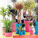 La plupart des Dracaenas adultes sont des arbustes érigés qui ne se ramifient pas. Leurs feuilles naissent au sommet de hautes tiges nues et les font ressembler à des palmiers.