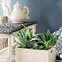 Très adaptable, le Dracaena supporte aussi bien peu, que beaucoup de lumière. C’est l’une des rares plantes d’intérieur à supporter aussi le soleil. En bac, on peut l’associer avec des espèces touffues de hauteur moyenne, cachant ainsi sa base dégarnie.