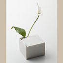 Le matériau utilisé pour le vase à fleur de chez Shiraishi Yoichi est une porcelaine unique.  La forme du vase provient de la technique de moulage du métal «  ikomi ». Cela permet la fabrication de modèles apparemment identiques, mais tous uniques. Chaque vase est conçu en intégrant des déformations pendant le processus de création. La blancheur du vase met en valeur l’intensité chromatique des fleurs.