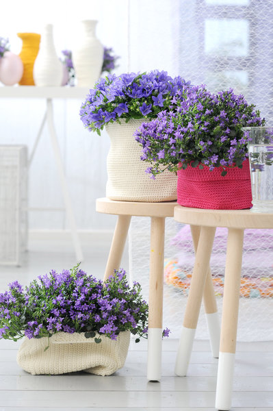 La campanule est une plante vivace aux nombreuses fleurs qui fera merveille dans les bordures, ou même en pot.