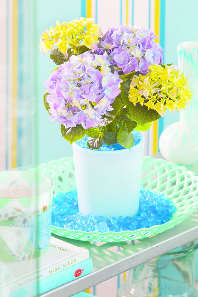 L’hortensia se plait en pot. Pour qu’il se développe correctement, il doit bénéficier d’un récipient d’au moins 30 cm de profondeur et de largeur. Dans un jardin, sur un balcon ou une terrasse, l'hortensia agrémente bacs, massifs et haies, avec ses délicates couleurs rosées ou bleutées.