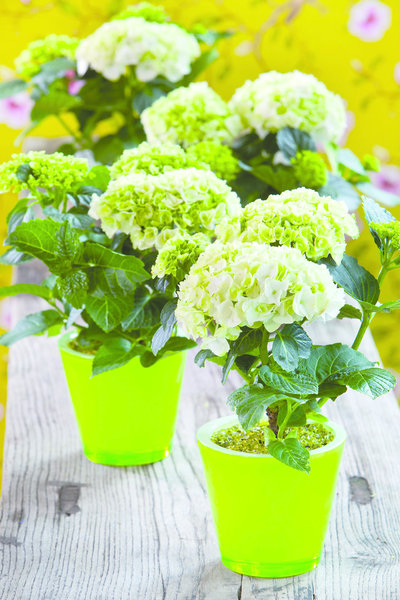 Du blanc au bleu en passant par le rose, les hortensias produisent de grosses têtes rondes entre juillet et septembre.
