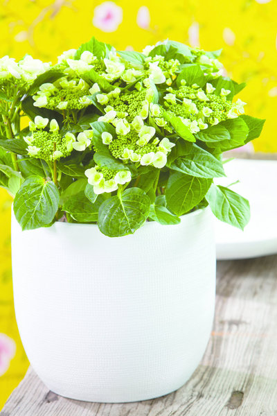 A Pour prendre soin de vos hortensias, arrosez-les de manière à ce que le terreau soit toujours humide. Prenez garde : il ne faut jamais inonder les racines.