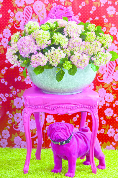 Les fleurs de l'hortensia sont de grosses ombrelles rondes ou plates, aussi souvent appelées " bonnet de grand-mère".