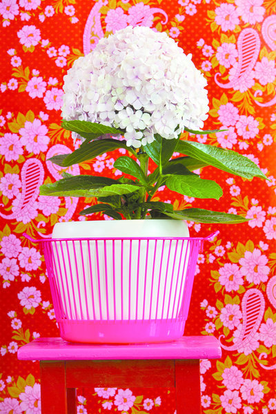 Parmi les hortensias, on retrouve une espèce " Hydrangea arborescens" qui n'a aucune exigence d'exposition, ni de sol. Très rustique, elle pousse même en montagne. Une espèce facile à vivre!