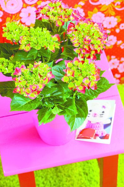 En mêlant différentes variétés d'hortensias dans votre jardin, vous obtiendrez un effet végétal plein de couleurs !
