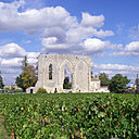 Château les Grandes Muraille planté uniquement en merlot.