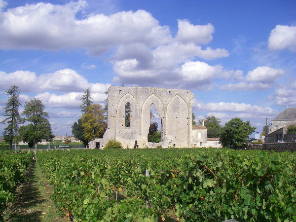 Château les Grandes Muraille planté uniquement en merlot.