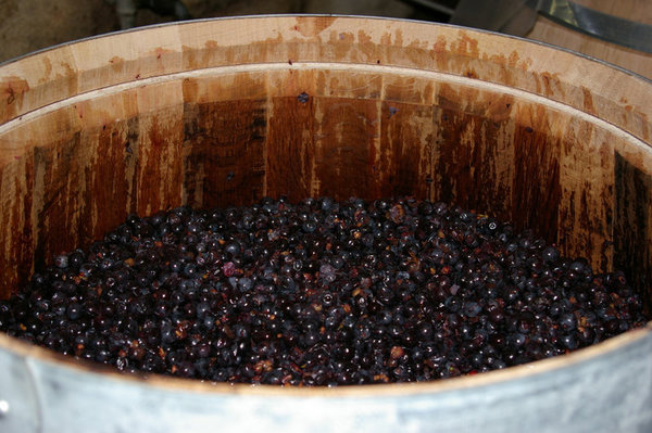 Cuve pleine au Clos Saint-Martin.