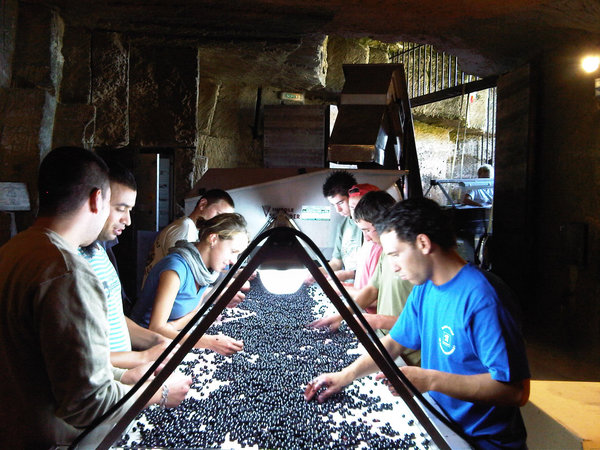 La saison des vendanges au Château les Grandes Murailles.