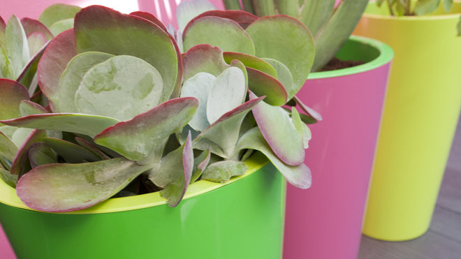 Des couleurs très pop pour ces pots en polypropylène. H 60 cm. 39,90 €. Tuit. Castorama.