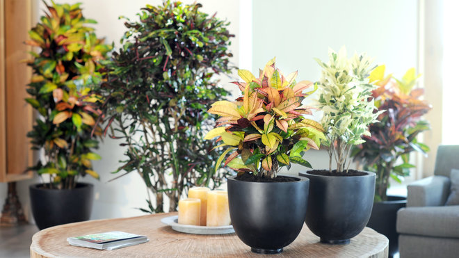 La forme et la couleur du feuillage du codiaeum diffèrent d’une variété à l’autre : 15 espèces différentes, et tout autant de variations. La forme et la couleur du feuillage du codiaeum diffèrent d’une variété à l’autre : 15 espèces différentes, et tout autant de variations.