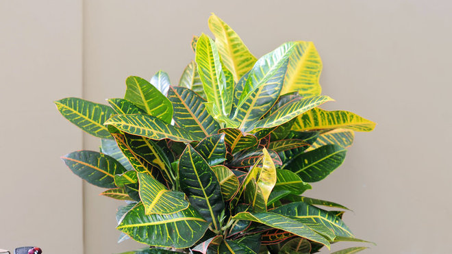 Durant le printemps et l’été, le codiaeum doit être humidifié très fréquemment, il ne doit jamais être totalement asséché. Durant le printemps et l’été, le codiaeum doit être humidifié très fréquemment, il ne doit jamais être totalement asséché.