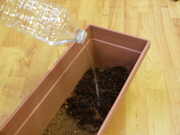 Etape 2 : ARROSER : 3 litres d’eau sont nécessaires pour faire bien humidifier le support de culture.